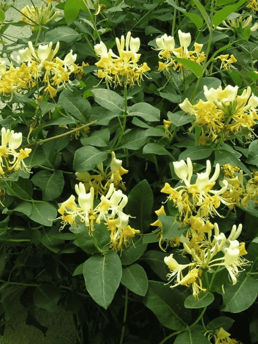 Жимолость вьющаяся Graham Thomas Жимолость вьющаяся Graham Thomas