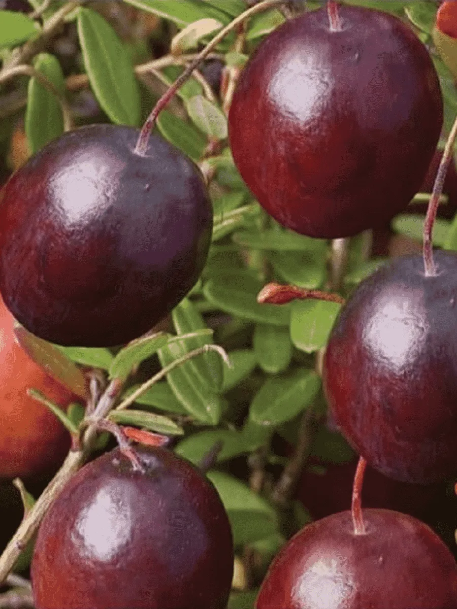 Клюква обыкновенная Early black