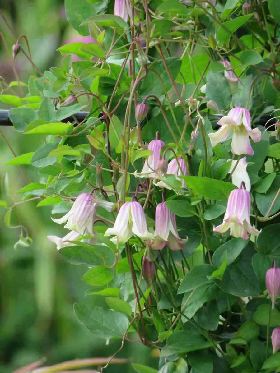 Клематис гибридный Elf Клематис гибридный Elf