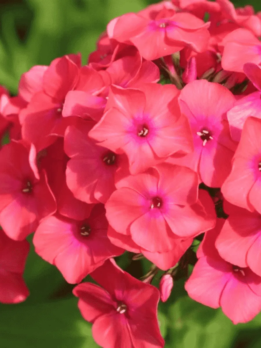 Флокс метельчатый Фламенко