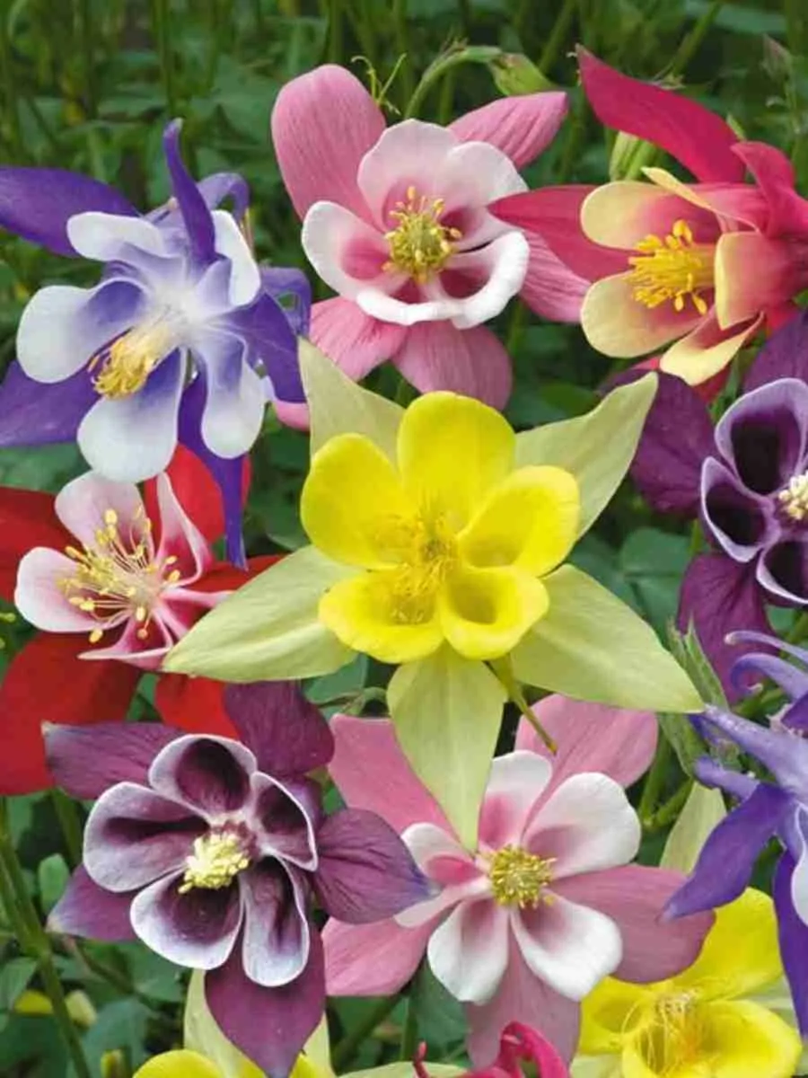 Аквилегия Аквилегия