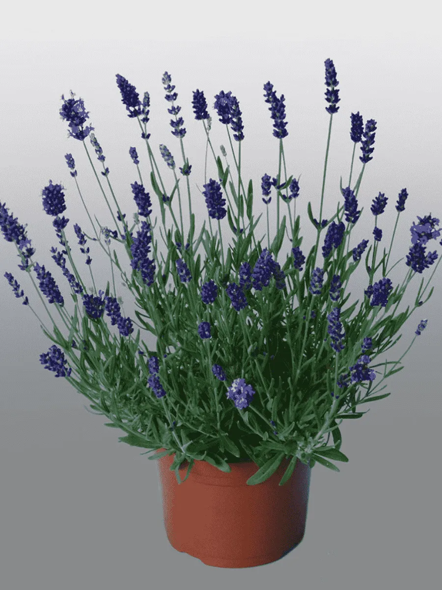 Лаванда Violet Blue Лаванда Violet Blue