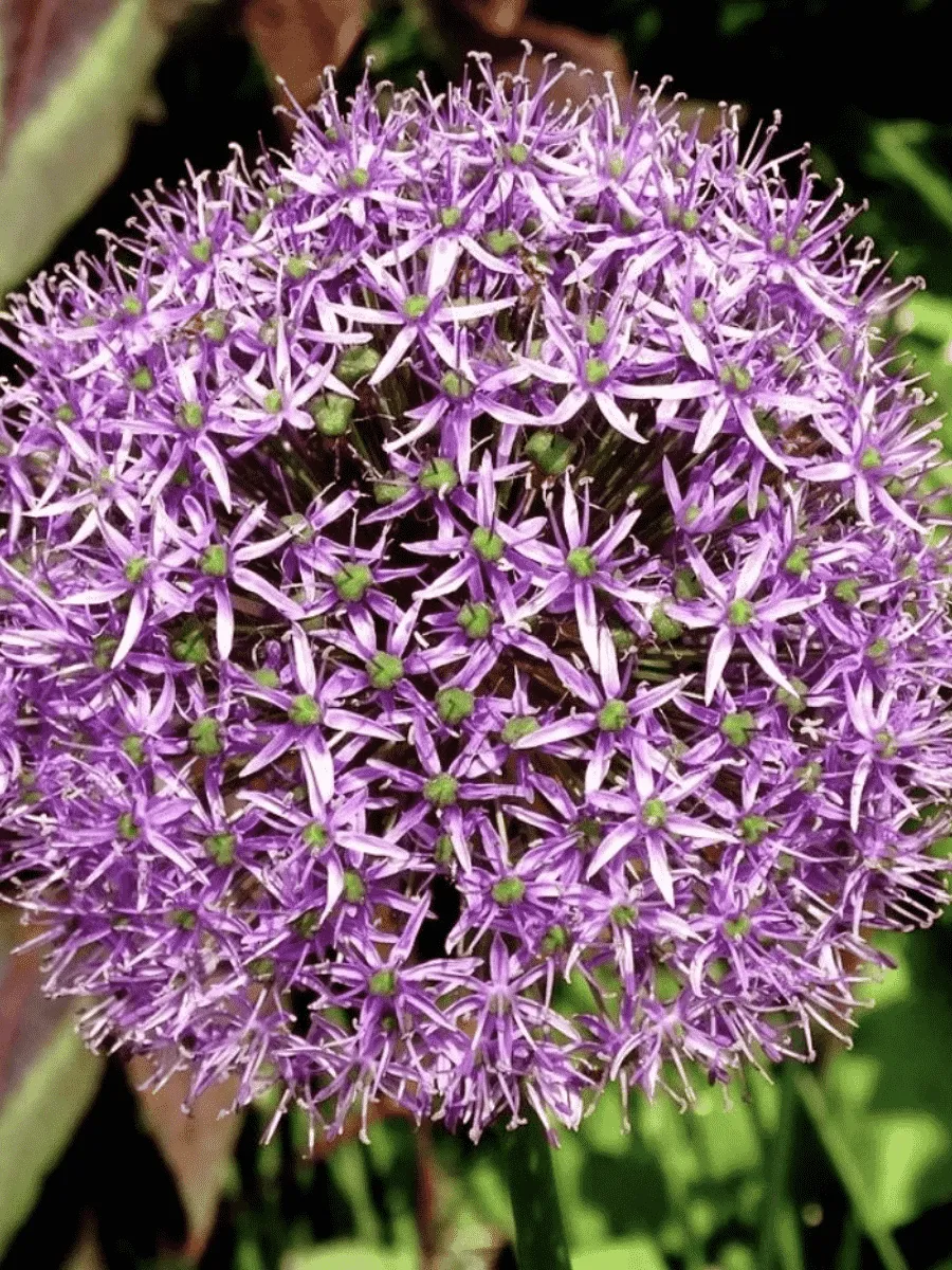 Лук декоративный Cristophii Лук декоративный Cristophii