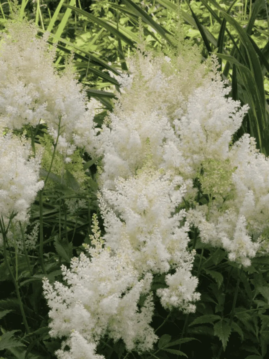 Астильба Арендса Weisse Gloria Астильба Арендса Weisse Gloria