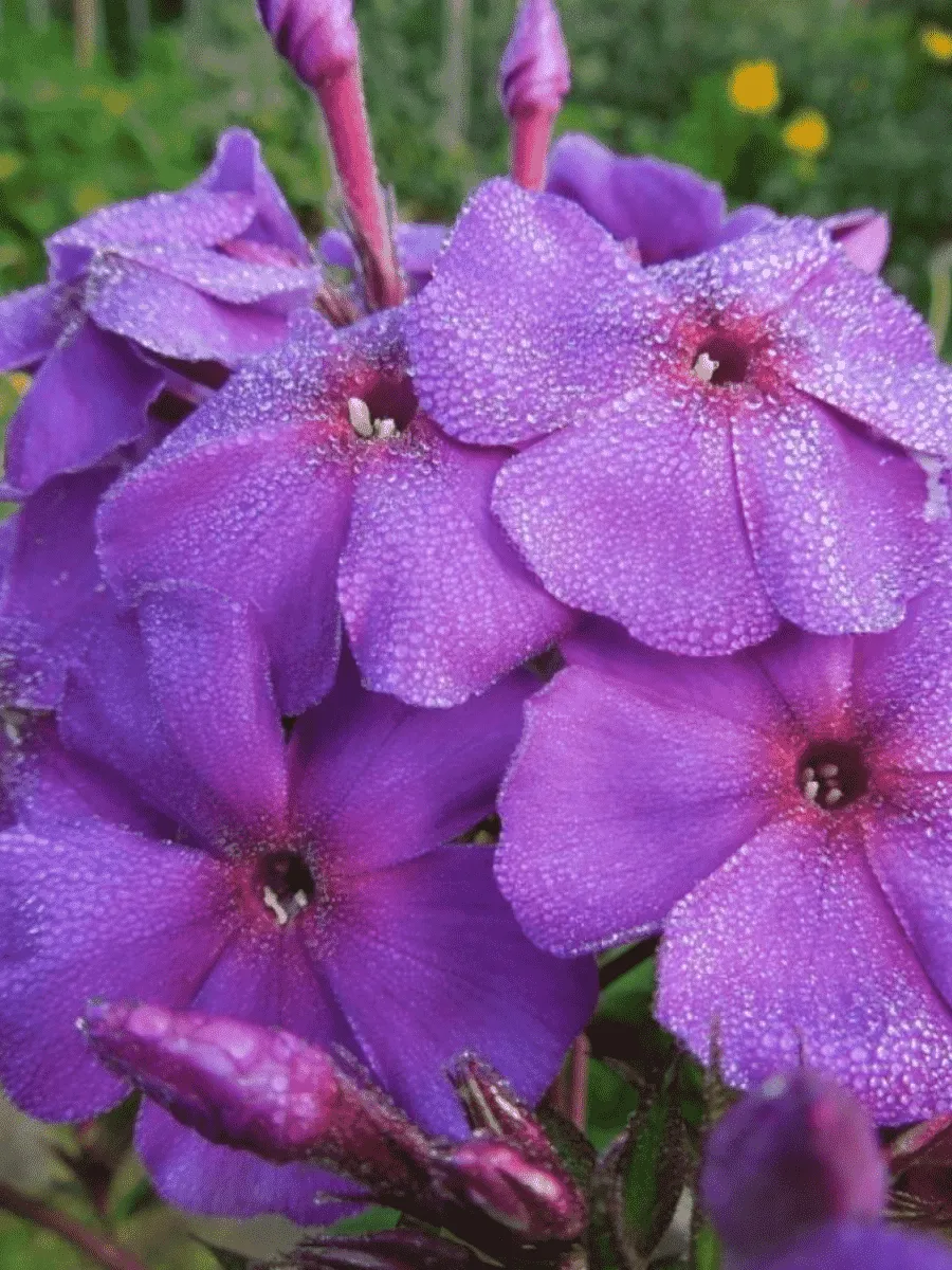 Флокс метельчатый Шопениана