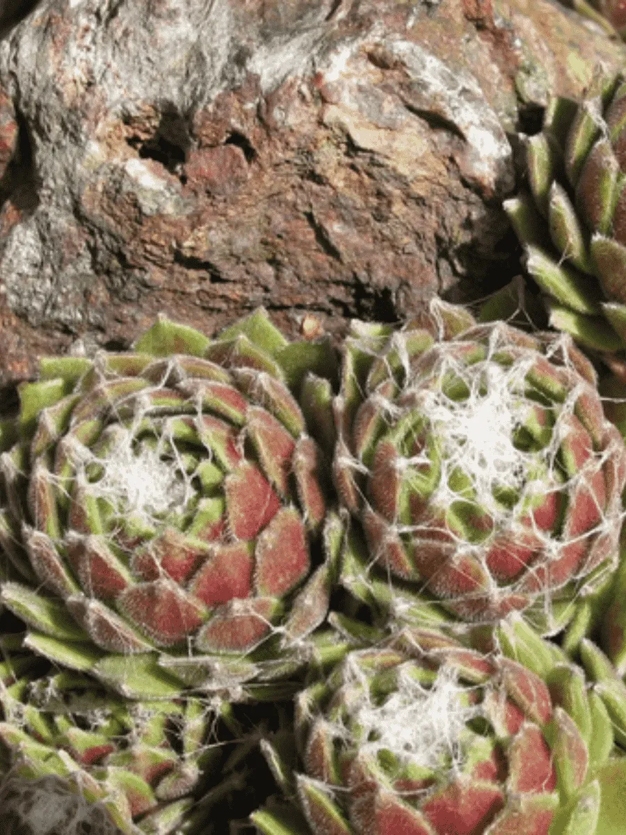 Молодило гибридное Kramers Spinrad