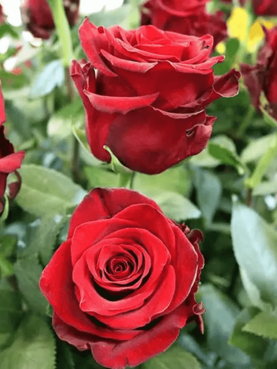 Роза чайно-гибридная Explorer