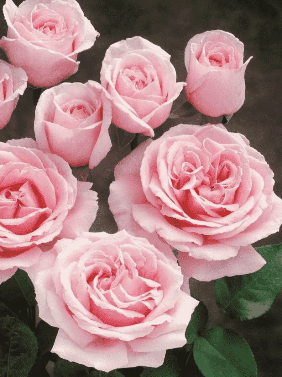 Роза Чайно-гибридная Frederic Mistral