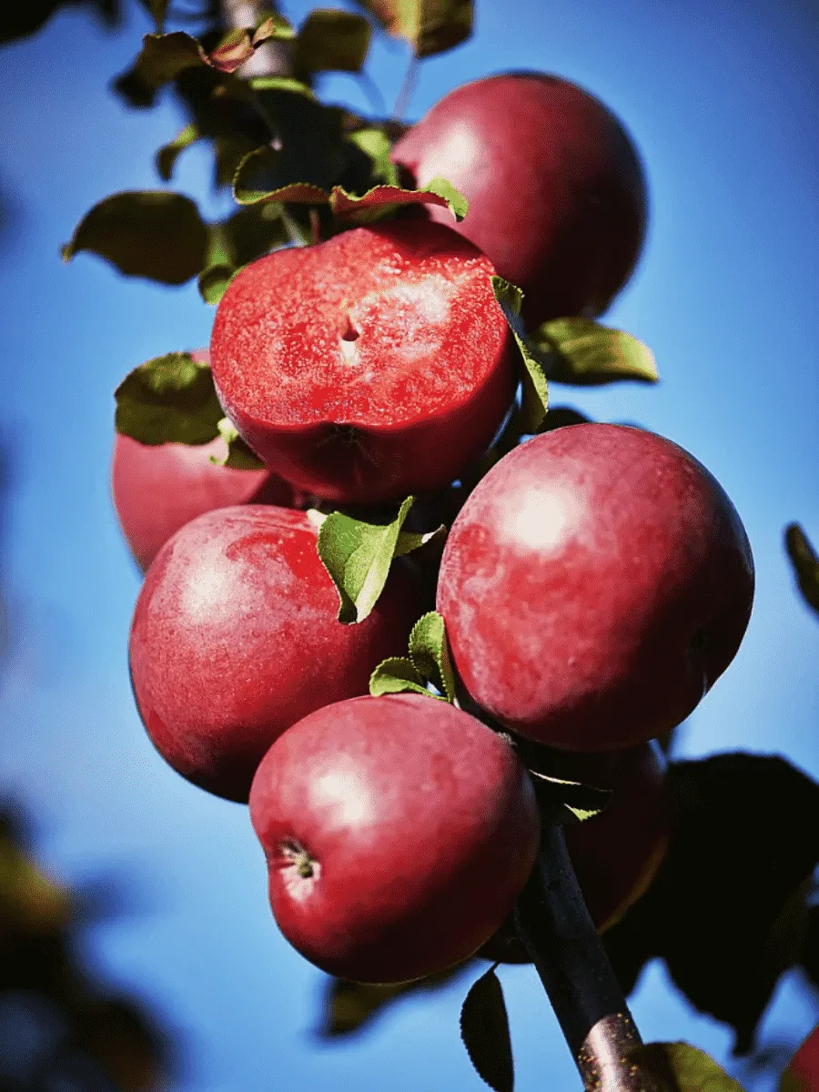 Яблоня Одиссо