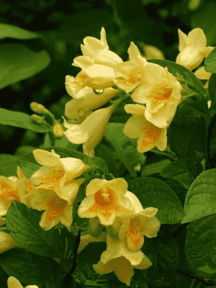 Вейгела Миддендорфа