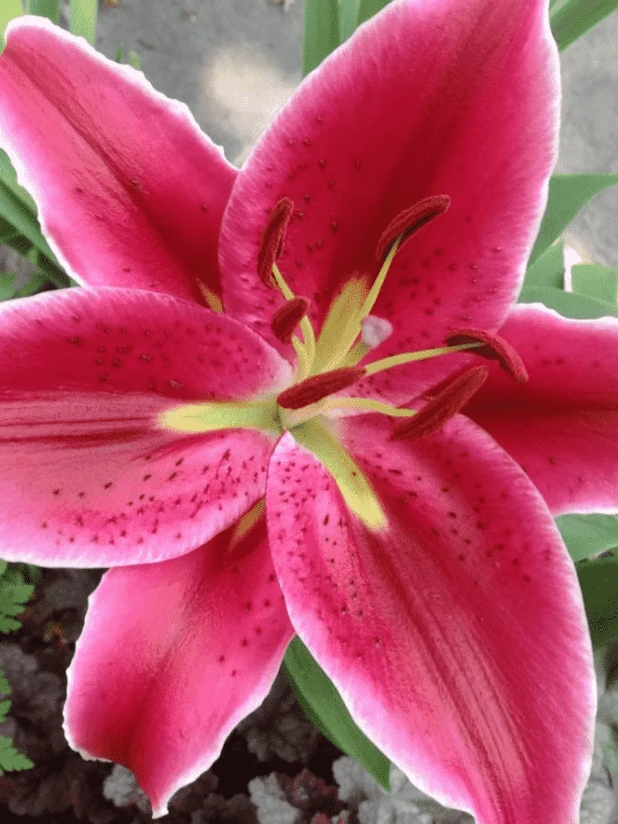 Лилия  Восточная Corvara