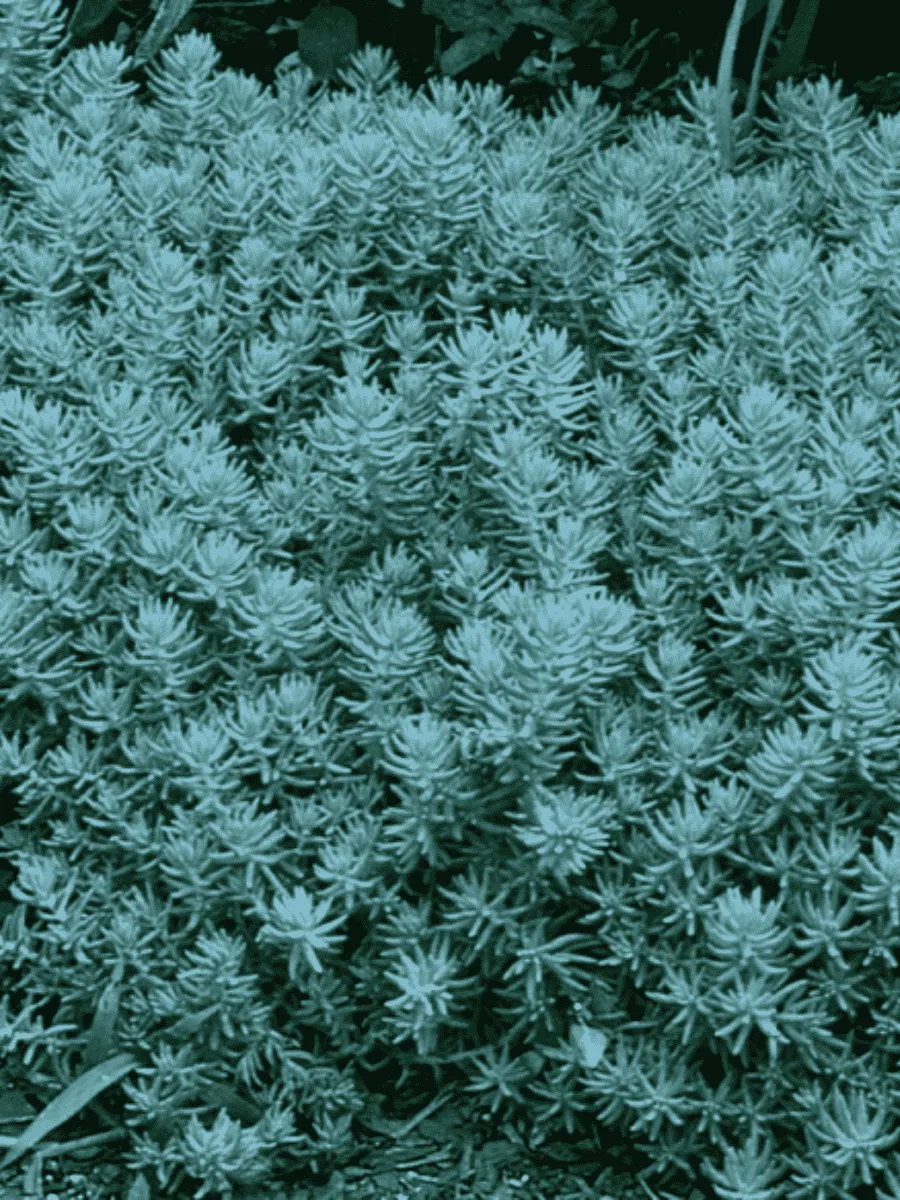 Очиток отогнутый Blue Spruce