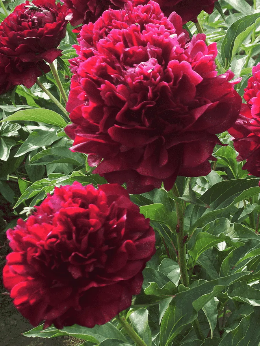 Пион Молочноцветковый Big Red Boomer Sooner