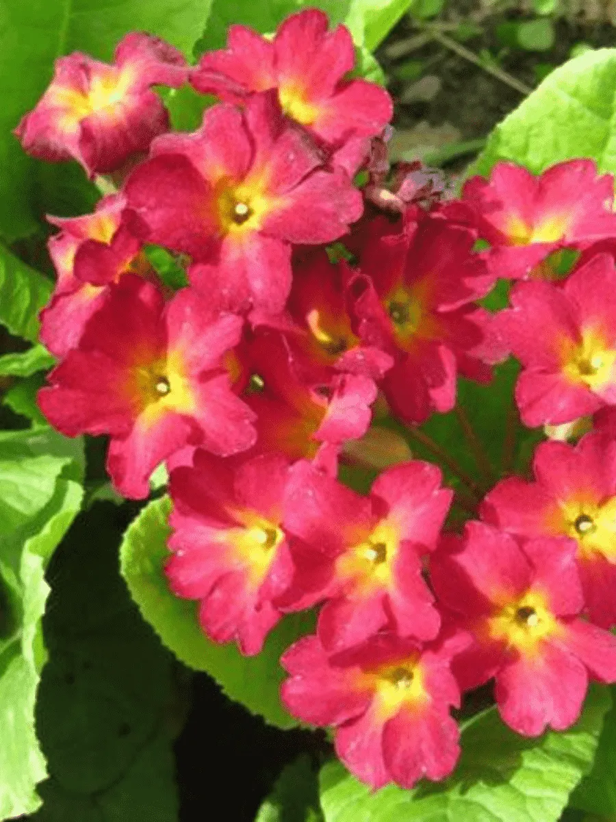 Примула Юлии Wanda Dark Pink Примула Юлии Wanda Dark Pink