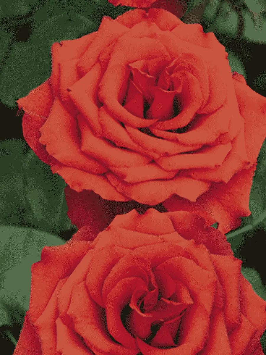 Роза чайно-гибридная Corvette