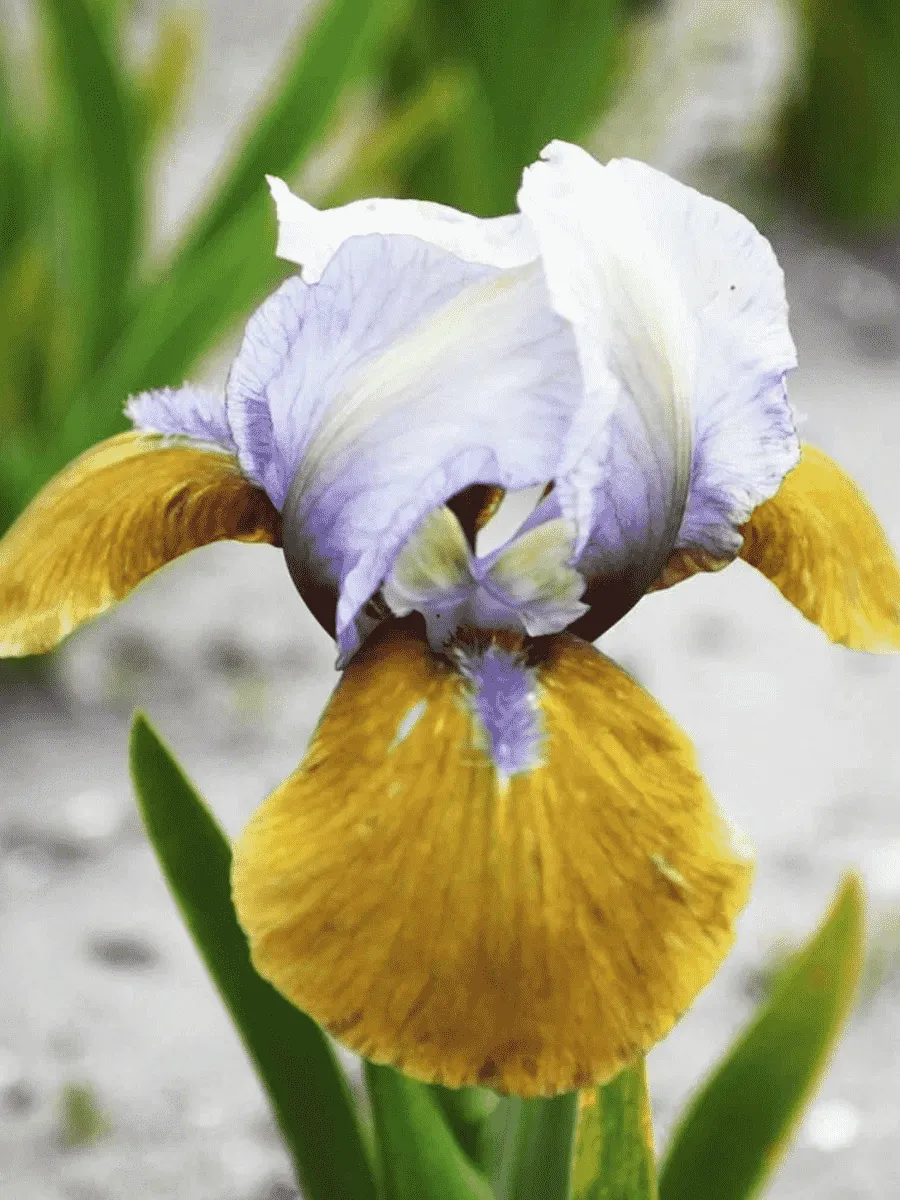 Ирис карликовый Hokus Pokus