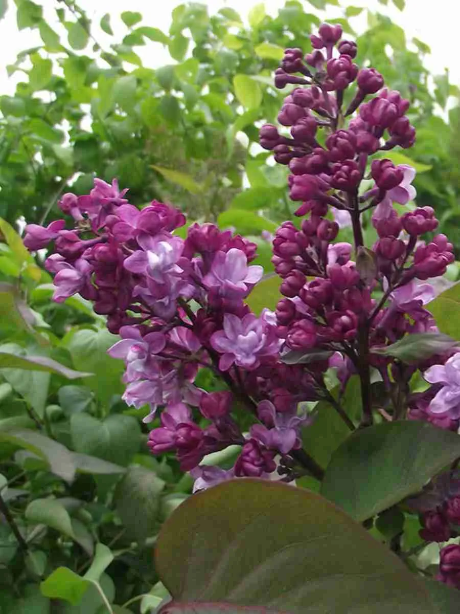 Сирень обыкновенная Александр Прохоренко