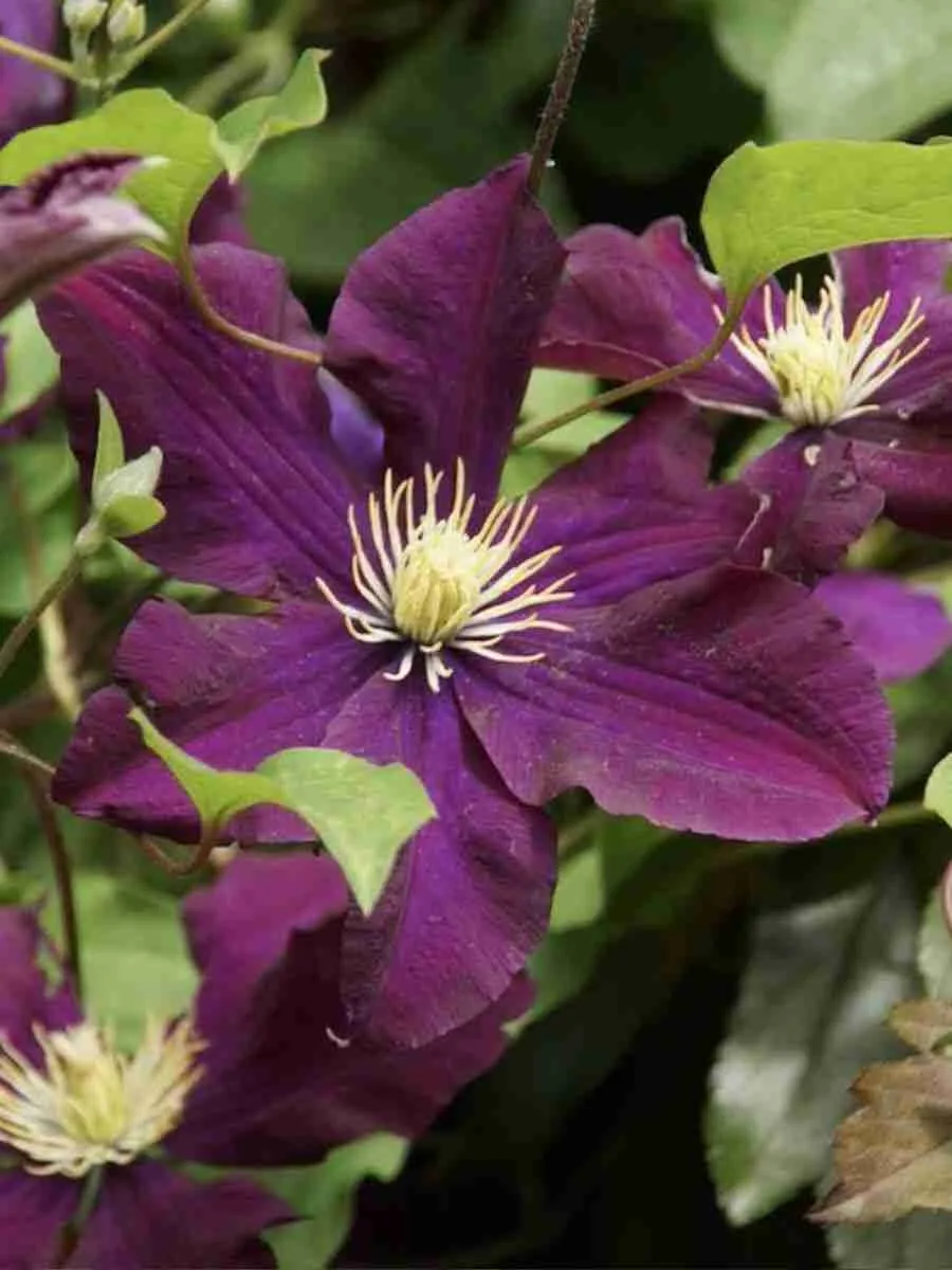 Клематис The Heroes of Warsaw