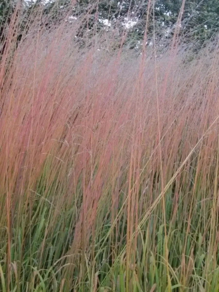 Молиния голубая Windsaule Молиния голубая Windsaule