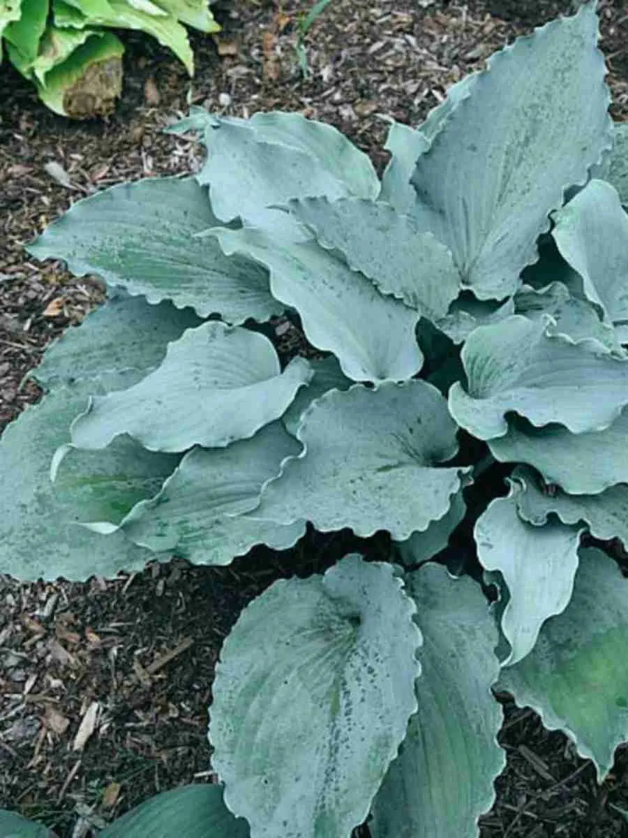 Хоста Skywriter