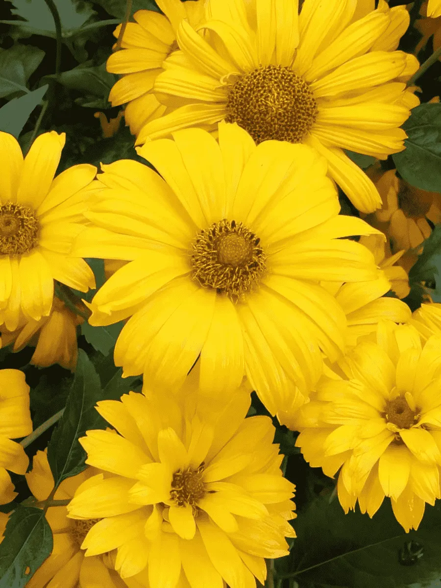 Гелиопсис подсолнечниковидный Summer sun