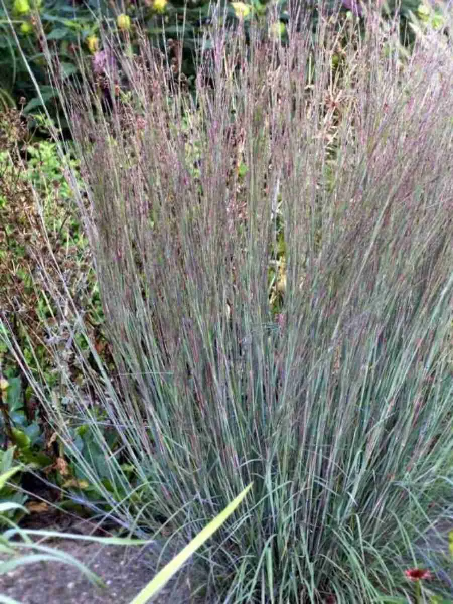 Схизахириум метельчатый Схизахириум метельчатый