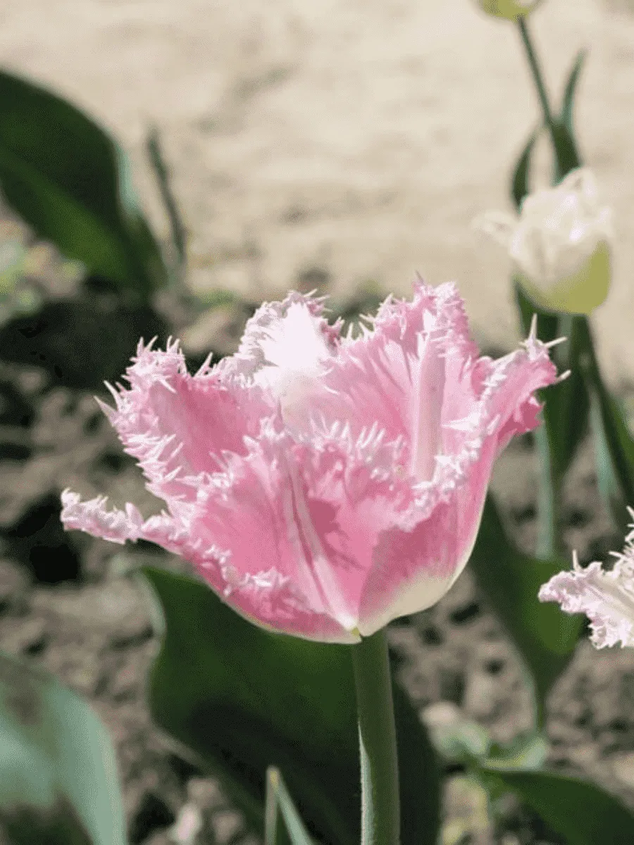 Тюльпан Dallas