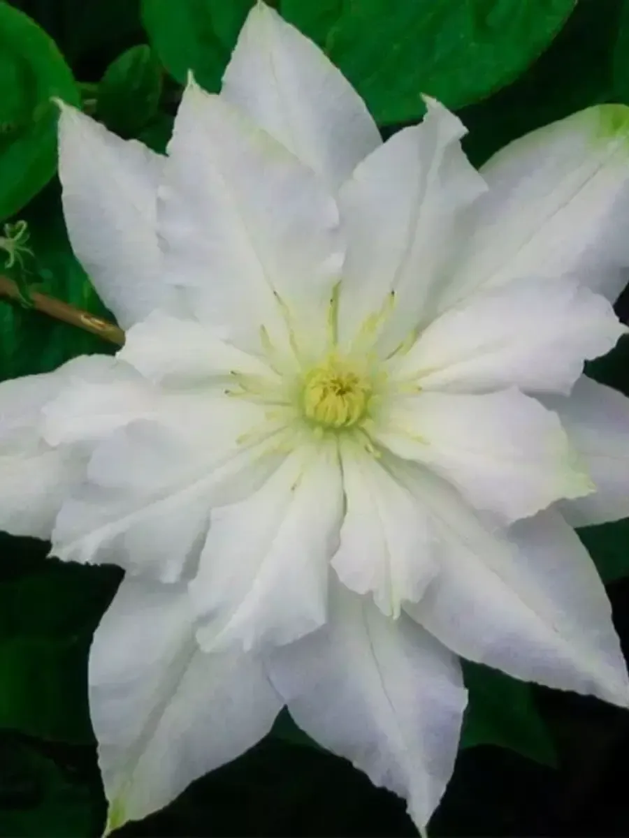 Клематис Chalcedony