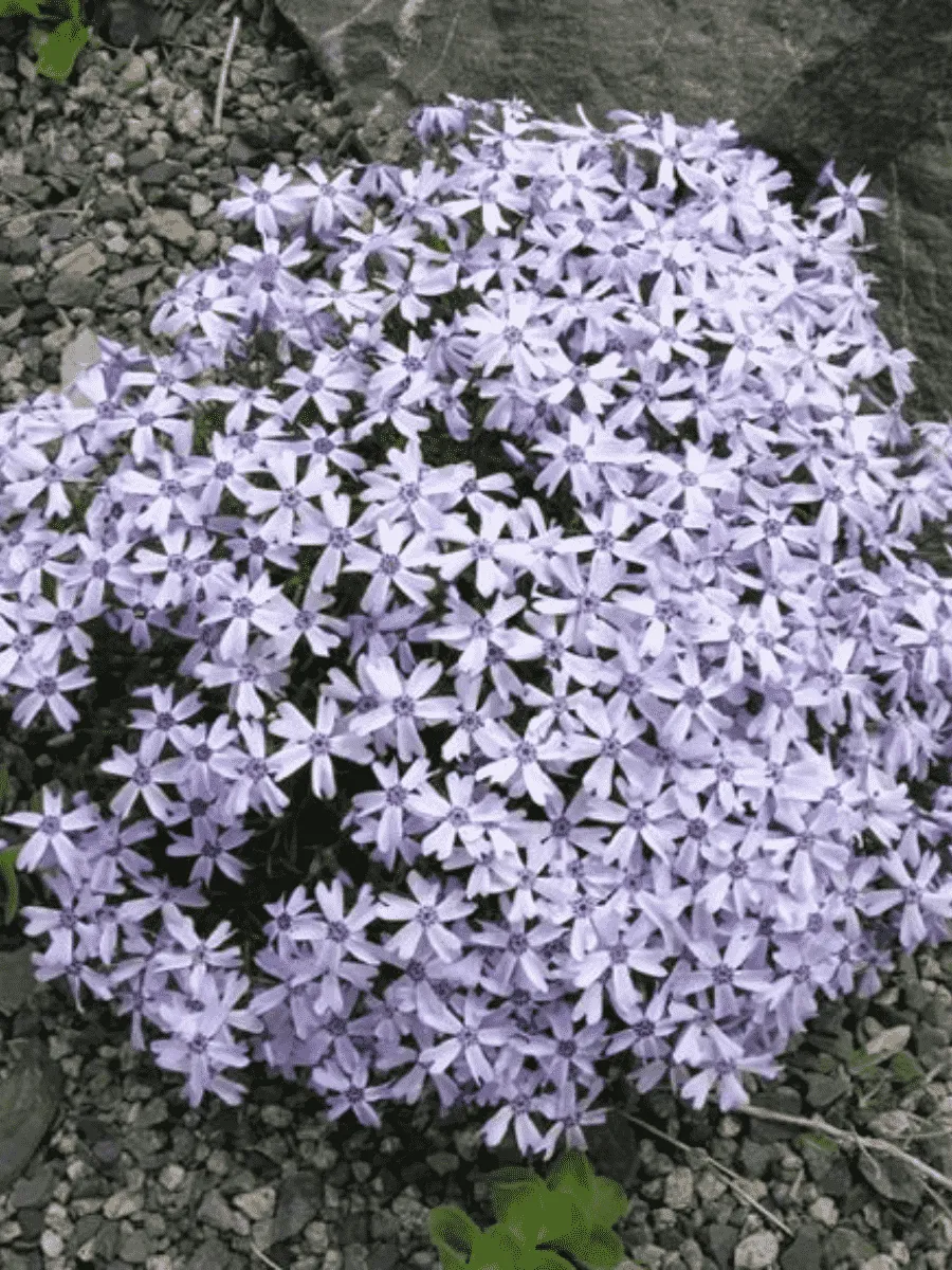 Флокс шиловидный Oakington Blue Eyes