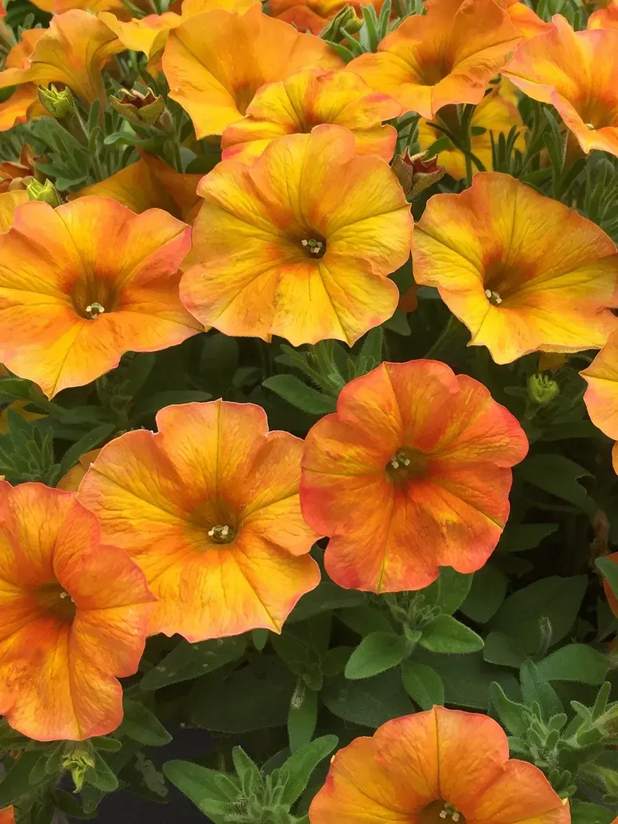 Петхоа Петхоа