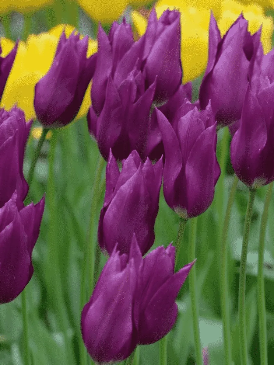 Тюльпан Purple Dream