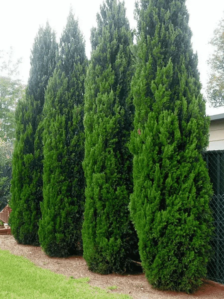 Можжевельник китайский Spartan