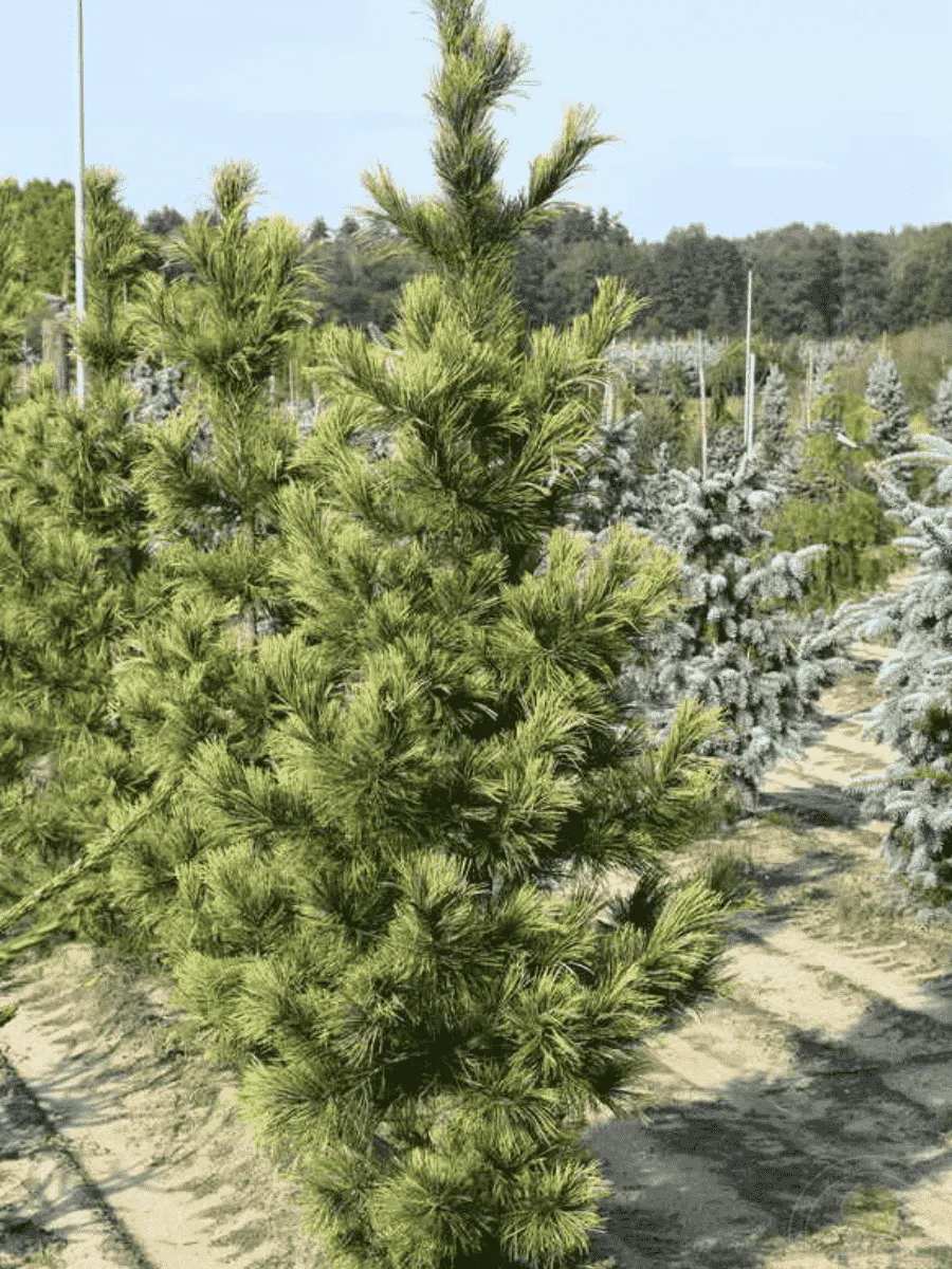 Сосна кедровая Aureovariegata Сосна кедровая Aureovariegata