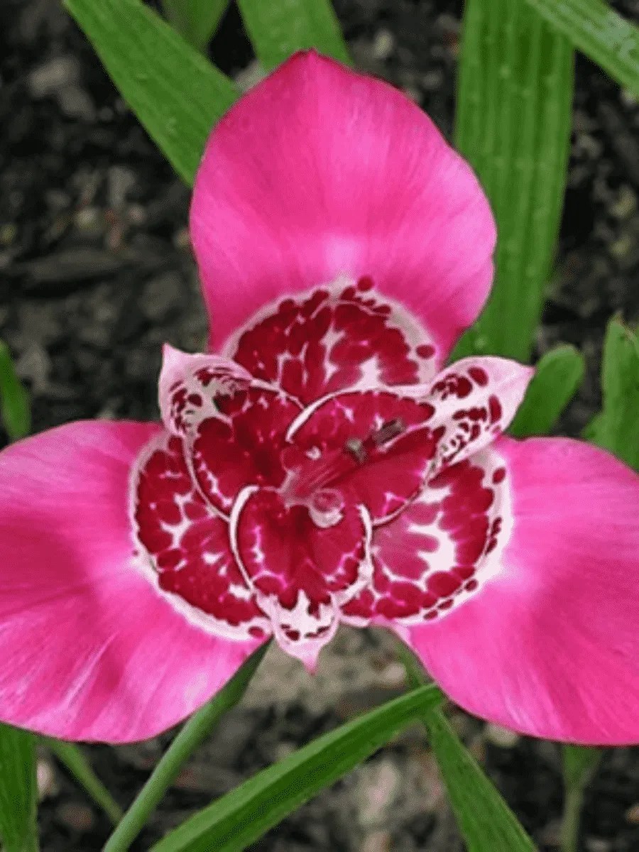 Тигридия Lilac Тигридия Lilac