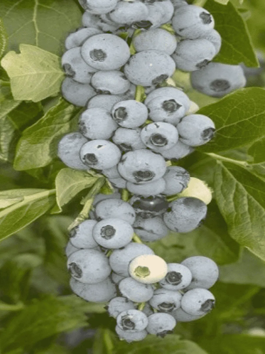 Голубика высокорослая Goldtraube 23 Голубика высокорослая Goldtraube 23