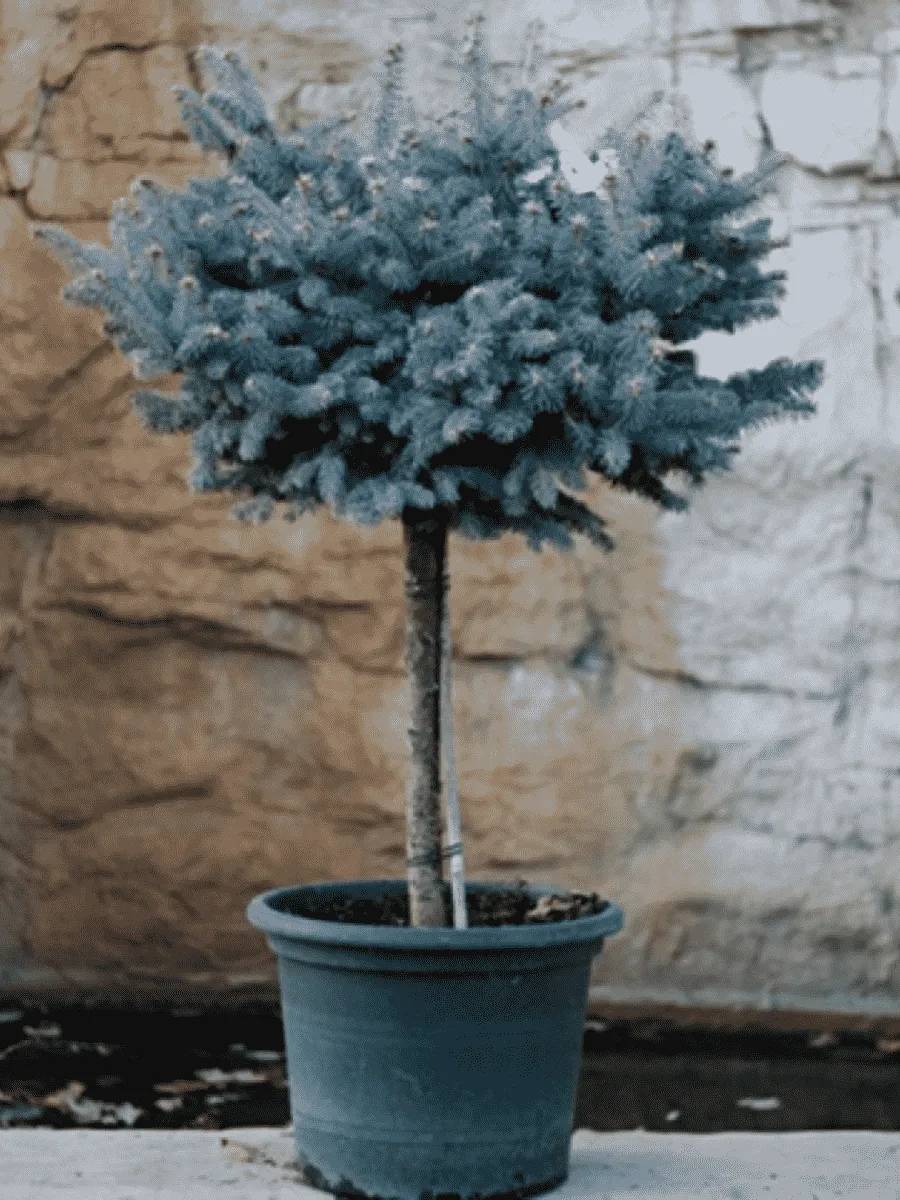 Ель колючая Glauca Globosa на штамбе 40-60 см Ель колючая Glauca Globosa на штамбе 40-60 см