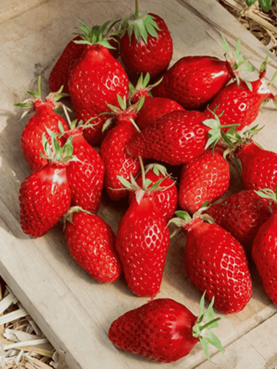 Земляника садовая Гаригуэтта Земляника садовая Гаригуэтта