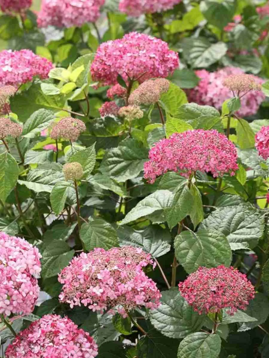 Гортензия древовидная Bella Anna Гортензия древовидная Bella Anna