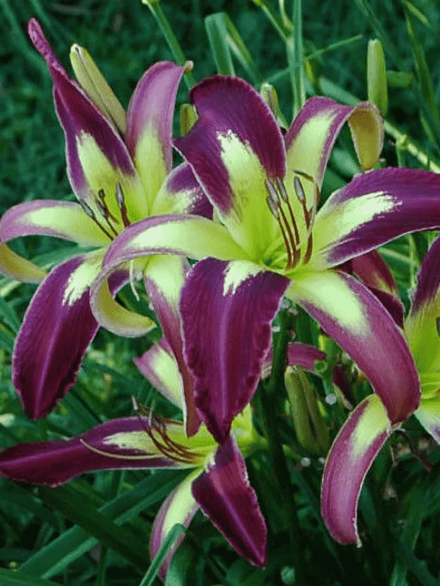 Лилейник Applique