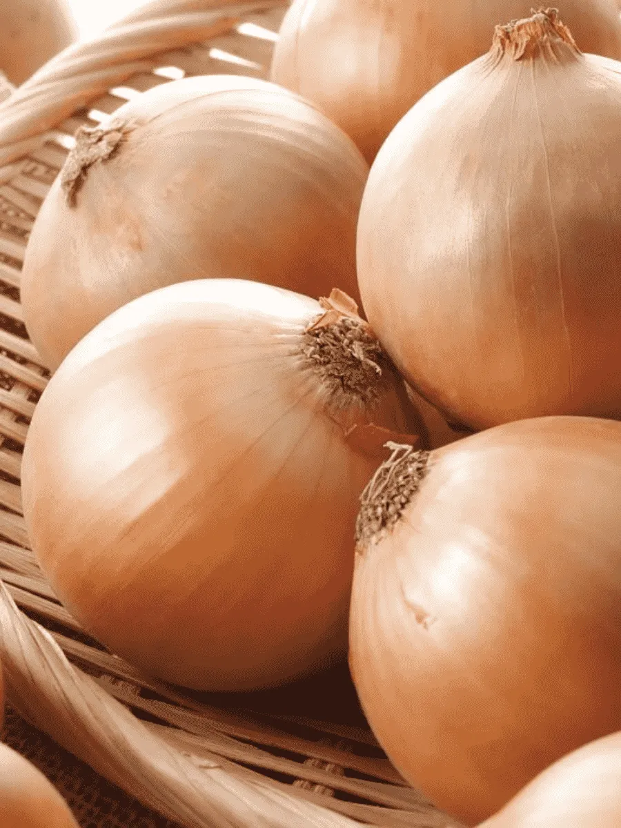 Лук-севок Альфа Лук-севок Альфа