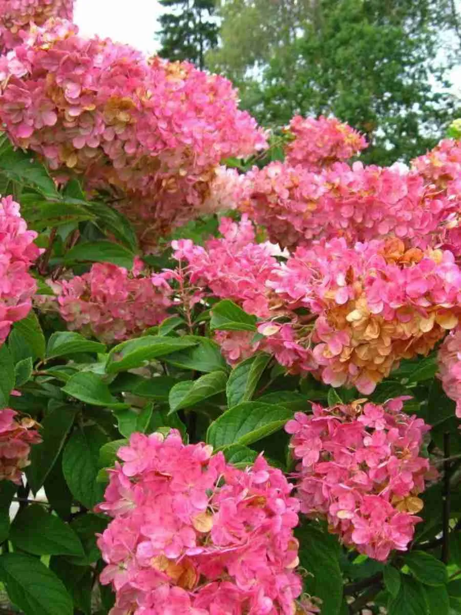 Гортензия метельчатая Early Sensation