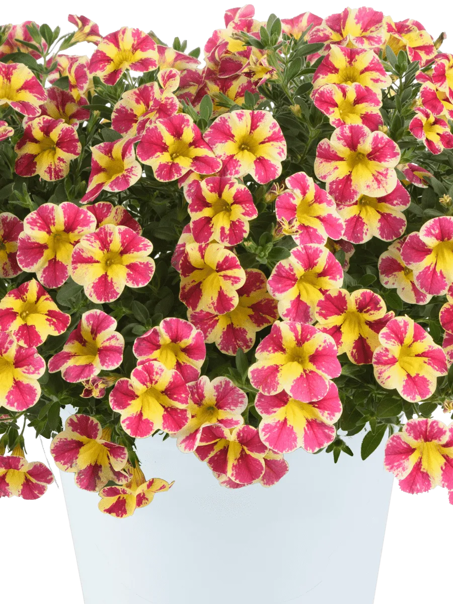 Калибрахоа Colibri Abstract Guava