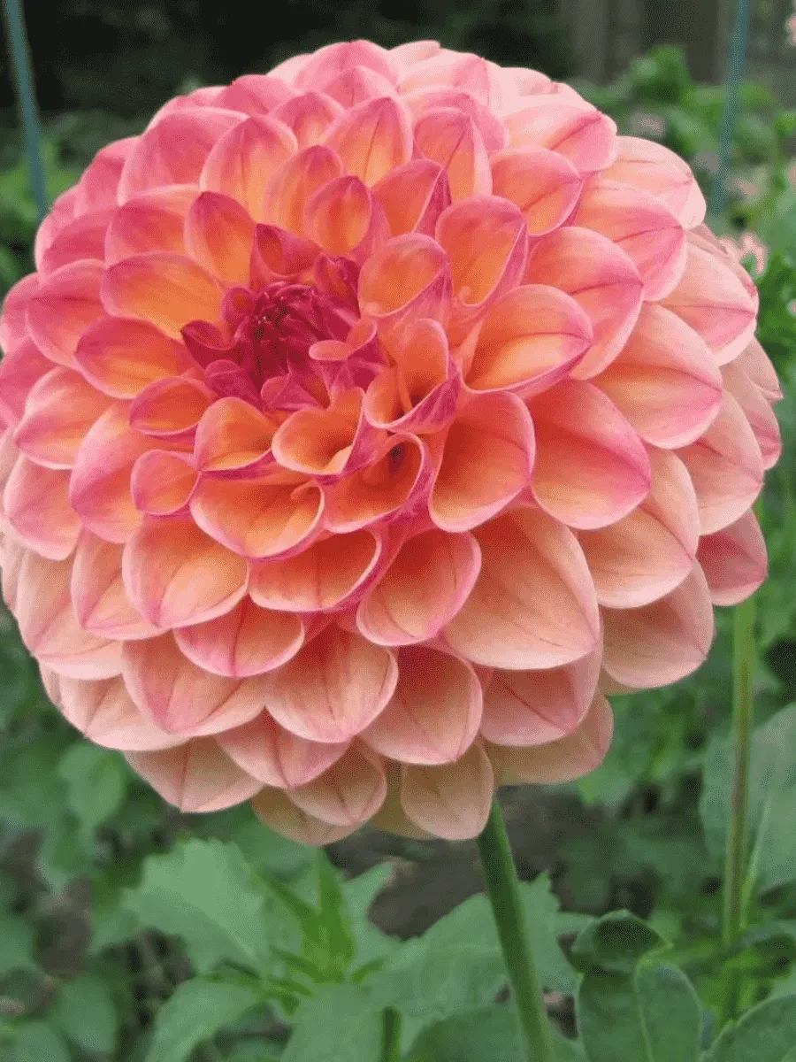 Георгина Kenora Fireball