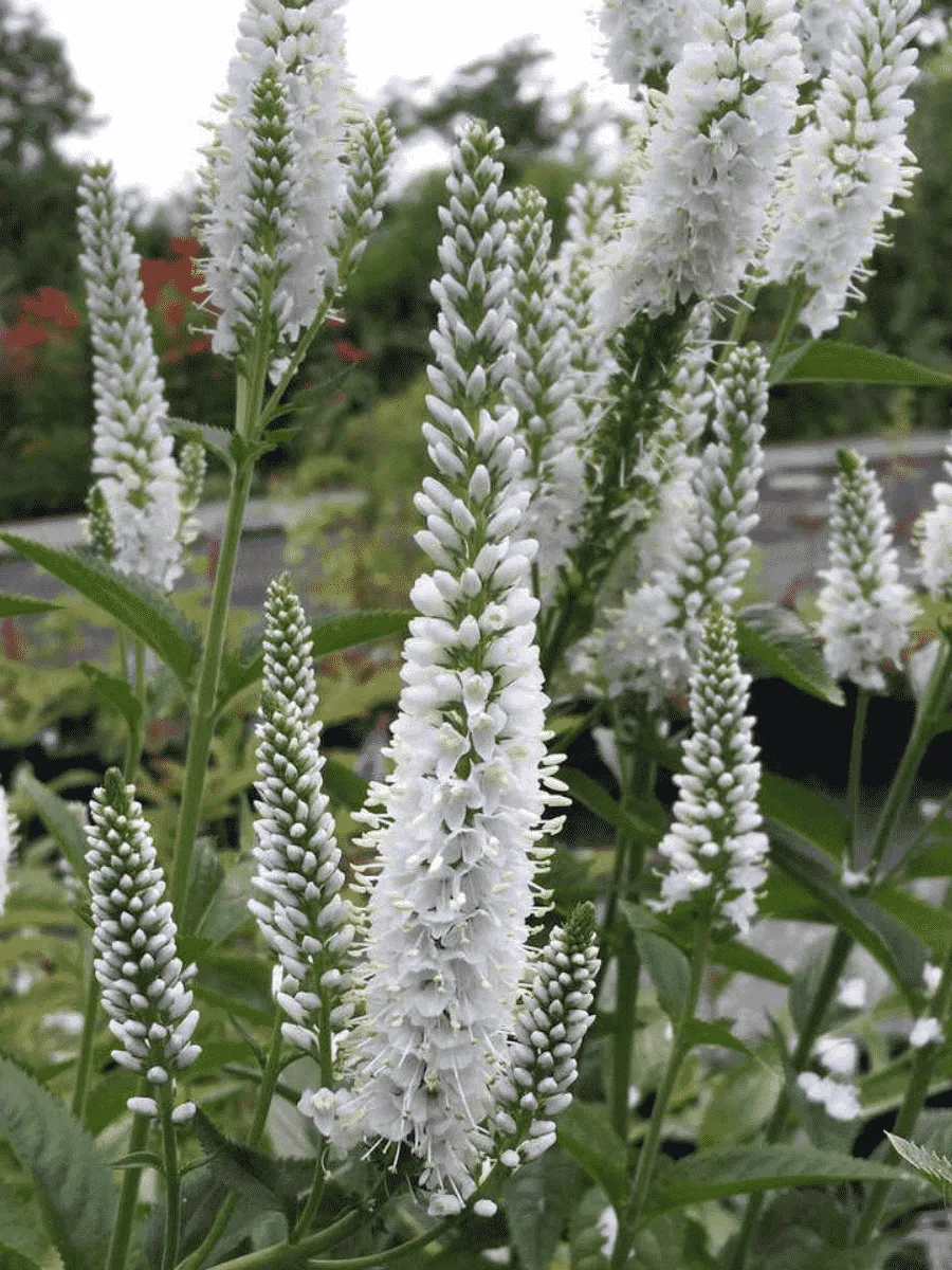 Вероника колосистая Melanie White