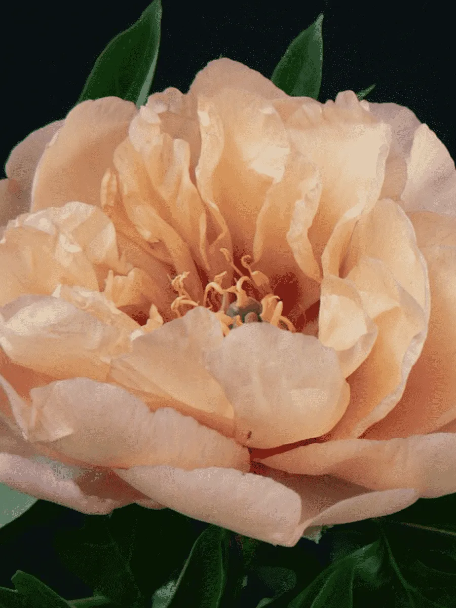 Пион ИТО Clouds of Colour