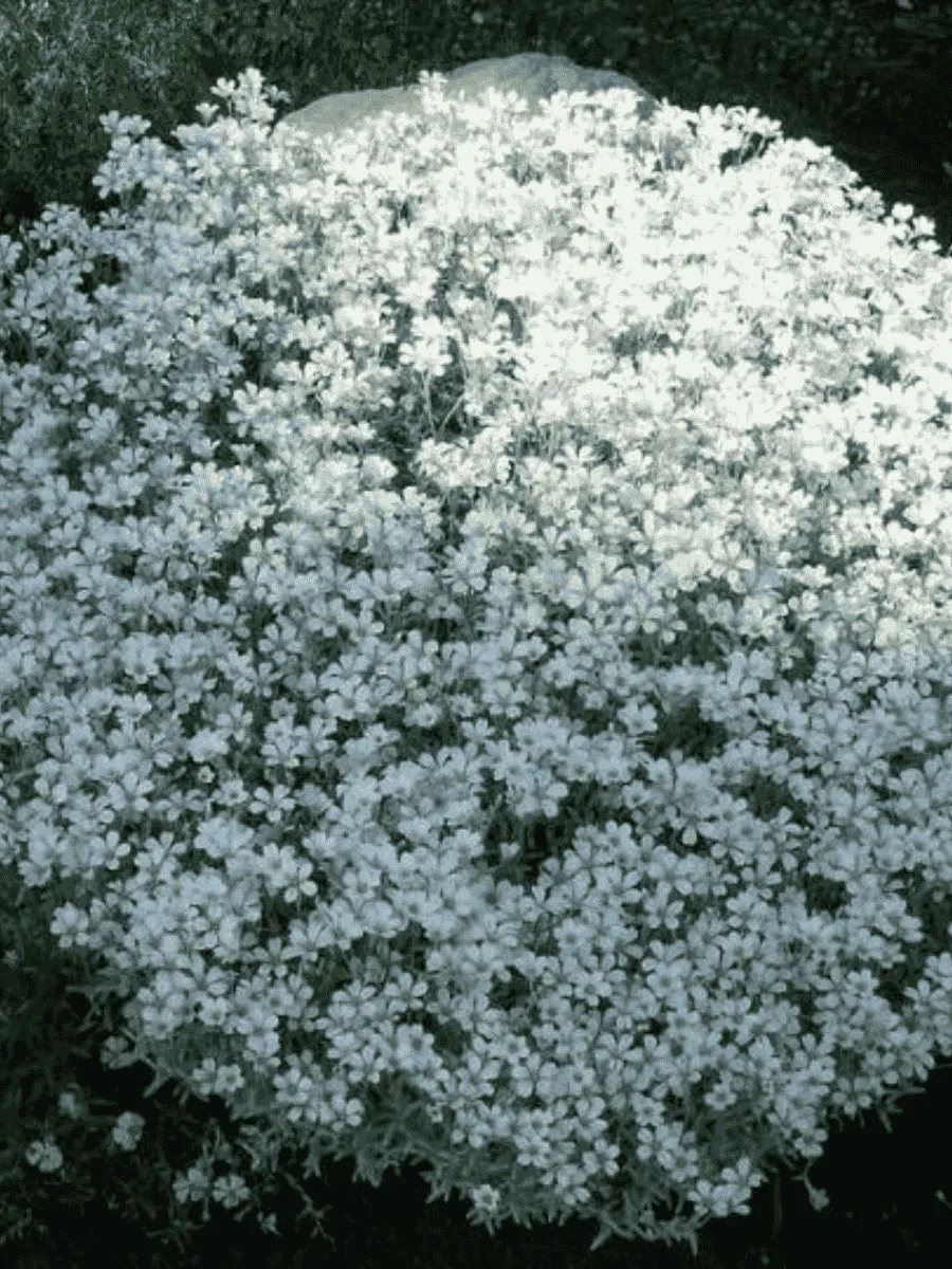 Ясколка Ясколка