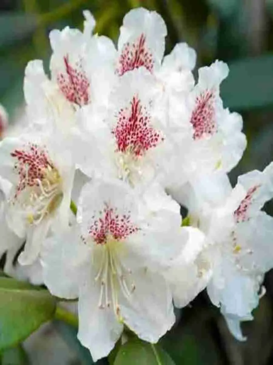 Рододендрон Tigerstedt