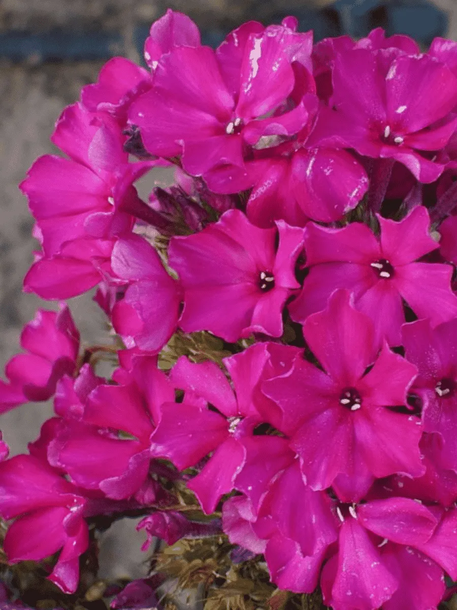 Флокс метельчатый Тарас Шевченко