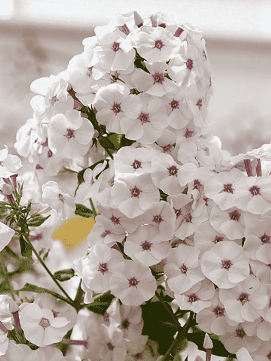 Флокс метельчатый Птица-Синица