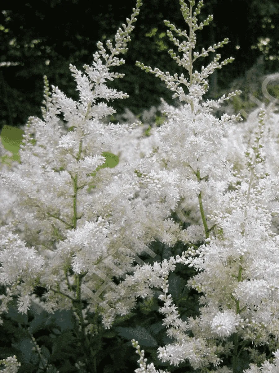 Астильба гибридная Easy Listening